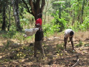 Boys catch grapefruits being picked.